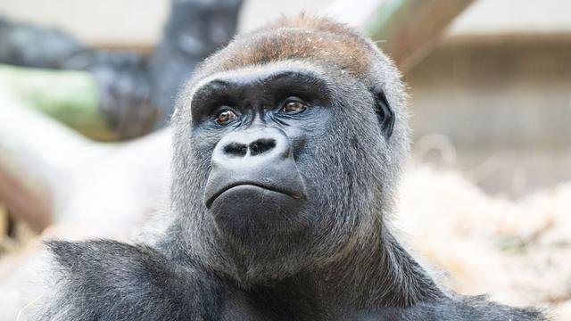 Tödliche Attacke im Zoo Basel: Silberrücken-Gorilla beißt Artgenossen tot