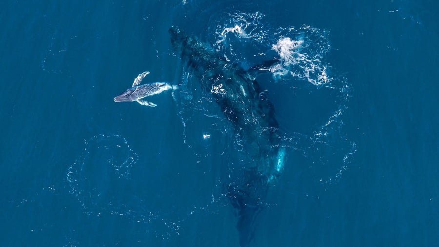 Drohne filmt erstmals Geburt eines Buckelwals vor Australien