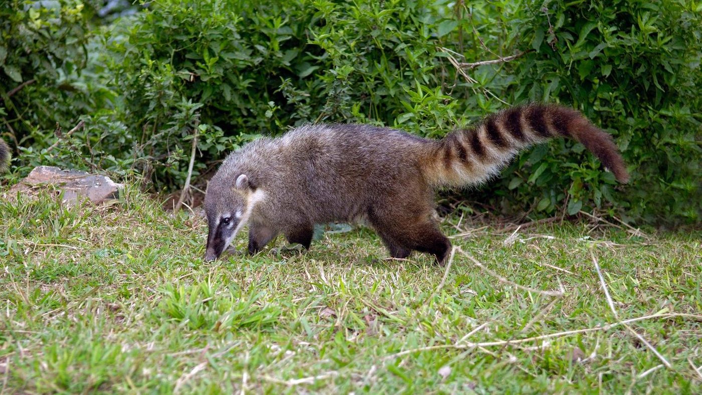 Diese invasiven Tierarten leben in Deutschland