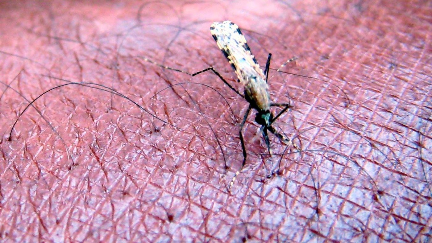 Vier Flughafenmitarbeiter in Frankfurt mit Malaria infiziert